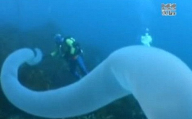 Các thợ lặn vừa chụp được hình ảnh của một sinh vật biển khổng lồ kỳ lạ ngoài khơi bờ biển Tasmania, Australia. Nó dài đến 30 mét.